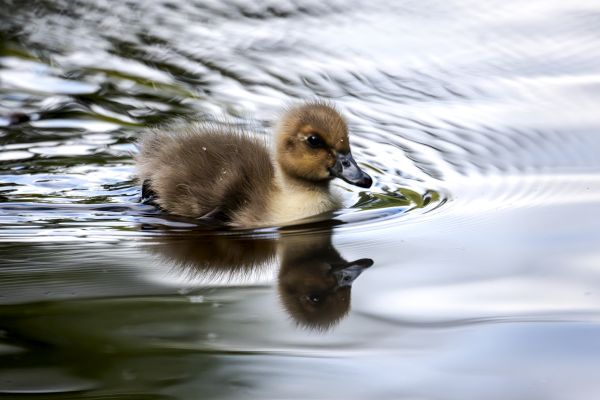 Bird Photography Competition