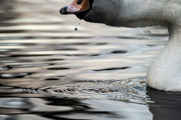 Bird Photography Competition