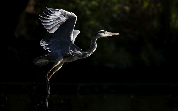 Bird Photography Competition