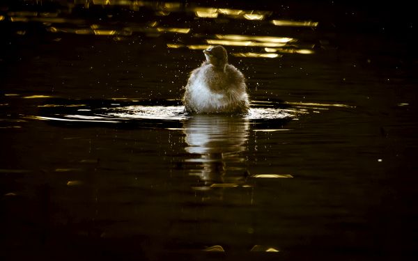 Bird Photography Competition