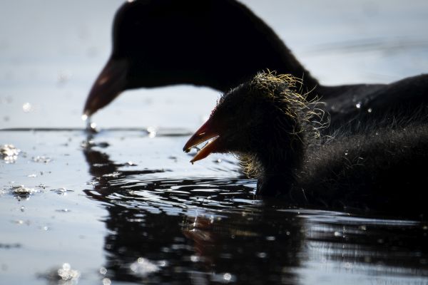 Bird Photography Competition