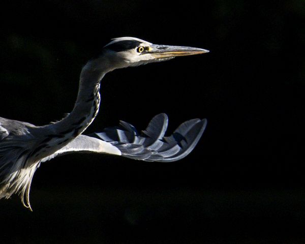 Bird Photography Competition