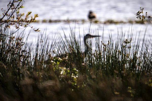 Bird Photography Competition
