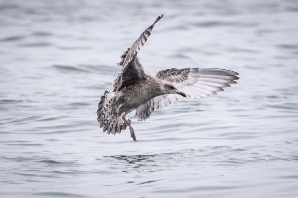 Bird Photography Competition