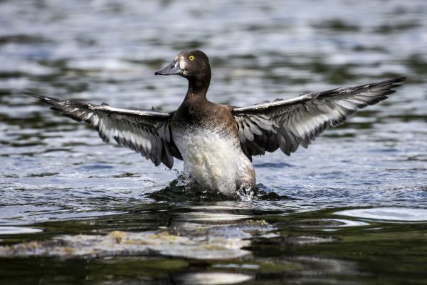 Bird Photography Competition