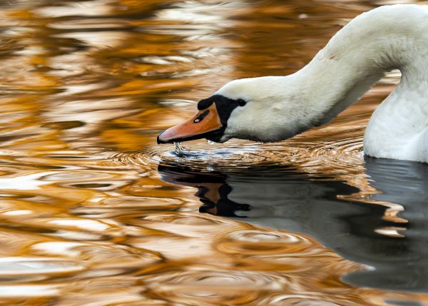 Bird Photography Competition