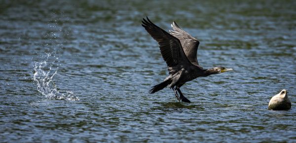 Bird Photography Competition