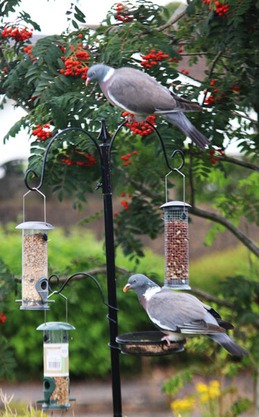 Bird Photography Competition