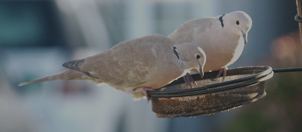 Bird Photography Competition