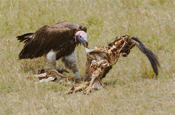 Bird Photography Competition