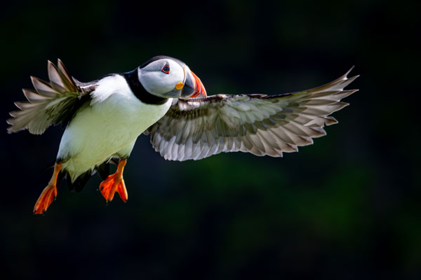 Bird Photography Competition