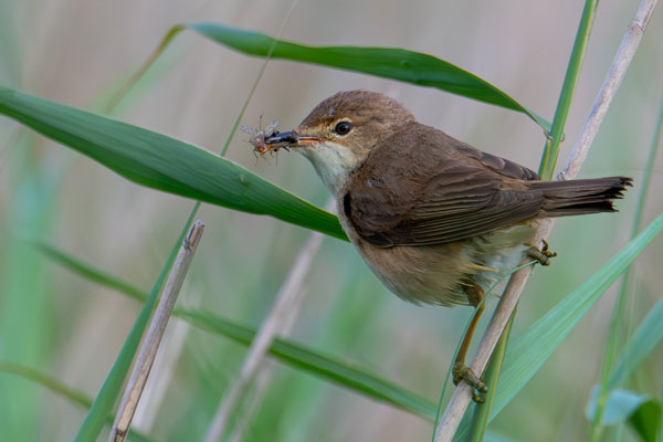 Bird Photography Competition