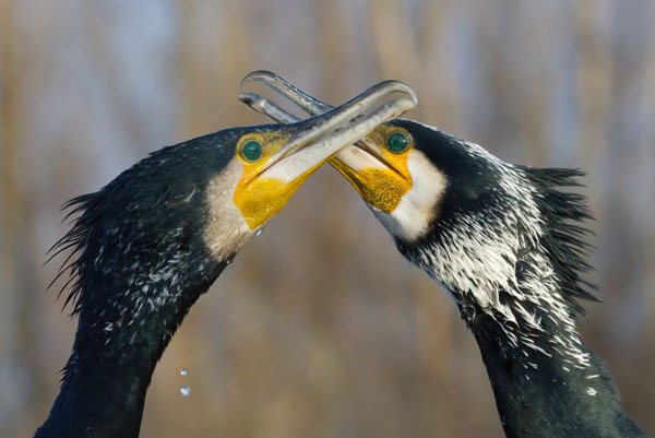 Bird Photography Competition