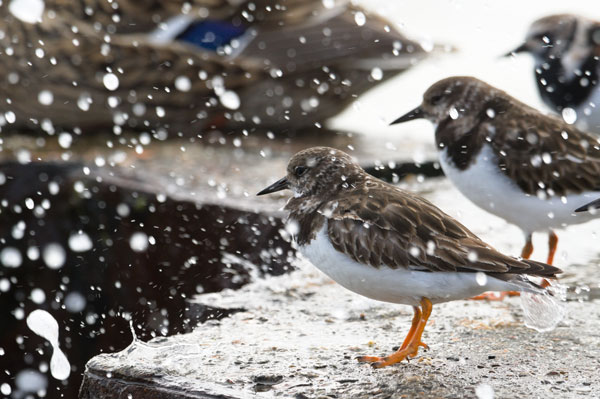 Bird Photography Competition