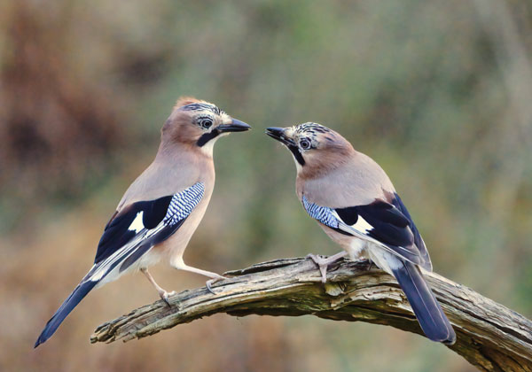 Bird Photography Competition