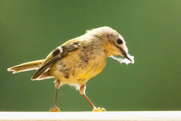 Bird Photography Competition