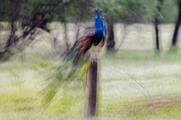 Bird Photography Competition
