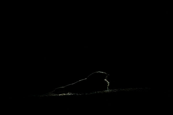 Bird Photography Competition
