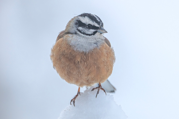 Bird Photography Competition