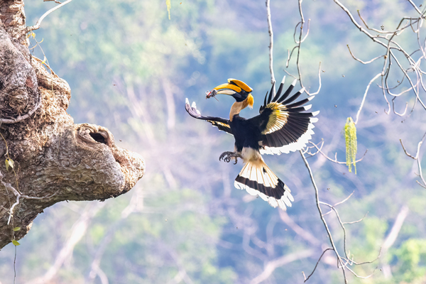 Bird Photography Competition