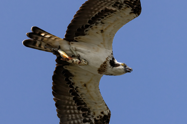 Bird Photography Competition
