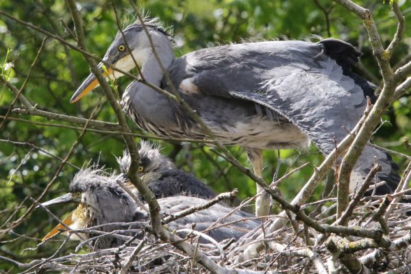 Bird Photography Competition