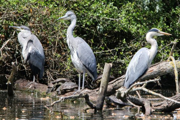 Bird Photography Competition