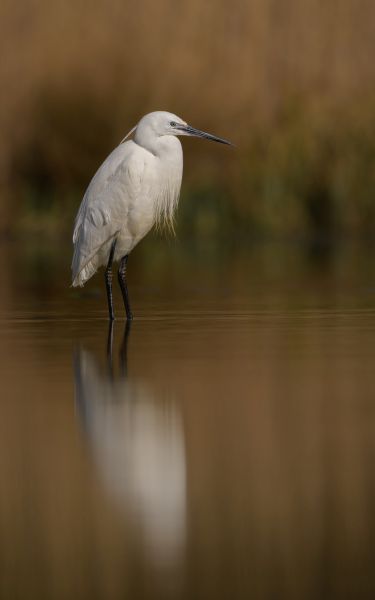 Bird Photography Competition