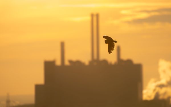 Bird Photography Competition
