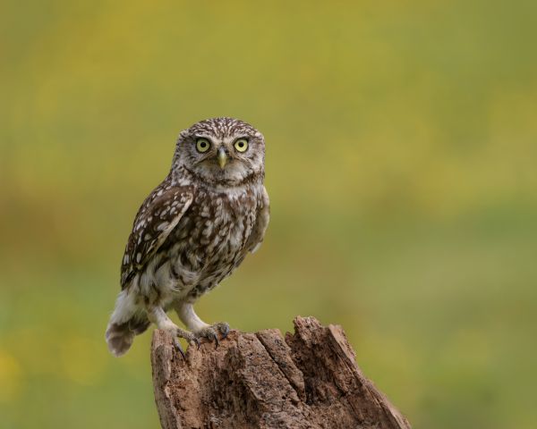 Bird Photography Competition