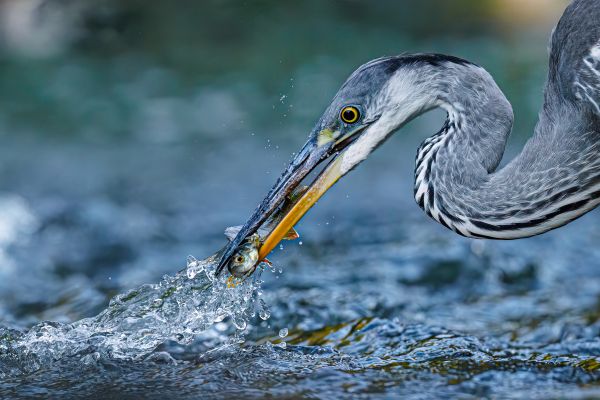 Bird Photography Competition