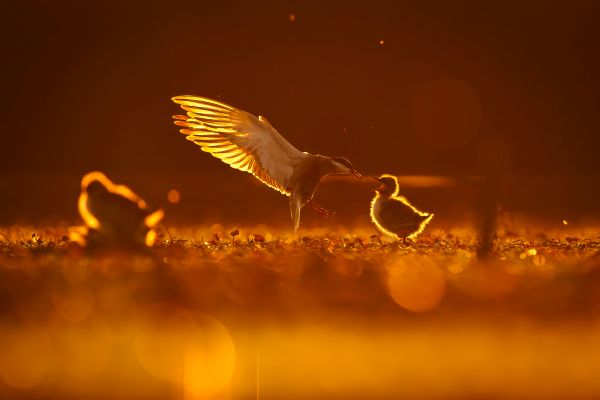 Bird Photography Competition
