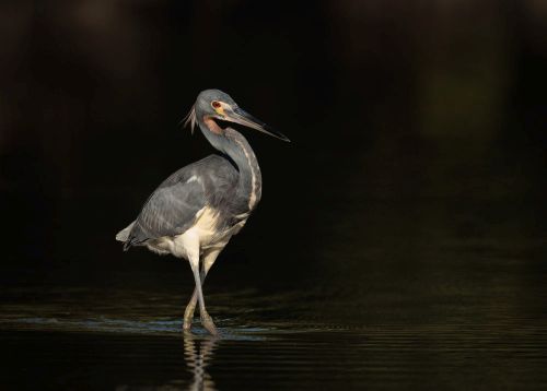Bird Photography Competition
