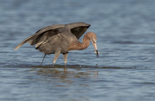 Bird Photography Competition