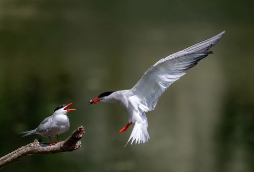 Bird Photography Competition