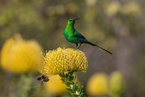 Bird Photography Competition