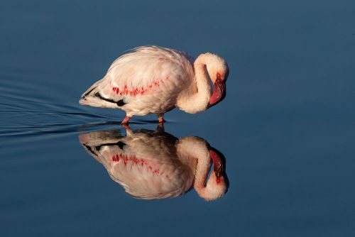 Bird Photography Competition