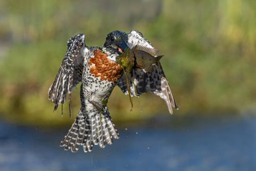 Bird Photography Competition