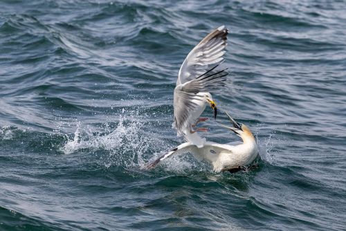 Bird Photography Competition