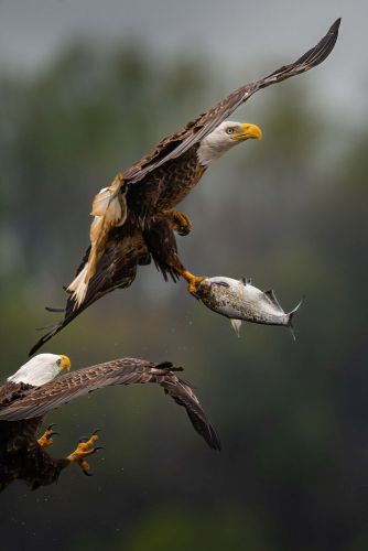 Bird Photography Competition