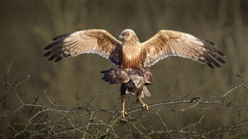 Bird Photography Competition