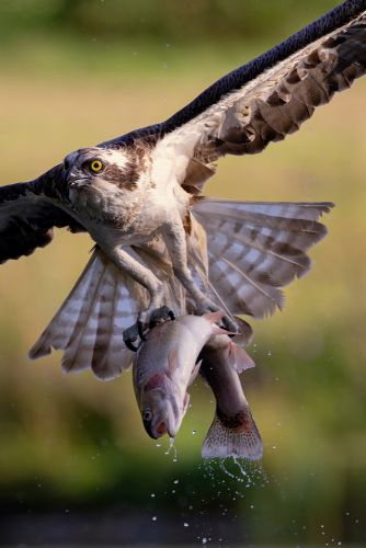 Bird Photography Competition