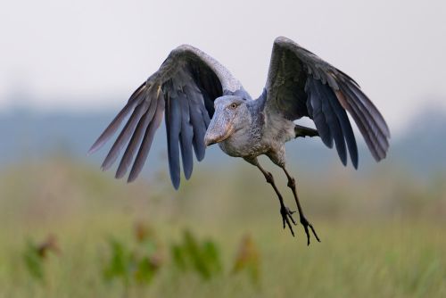 Bird Photography Competition