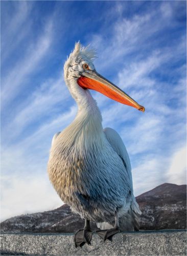 Bird Photography Competition