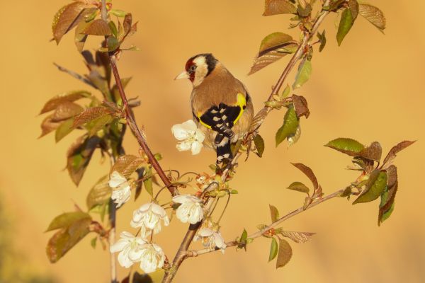 Bird Photography Competition