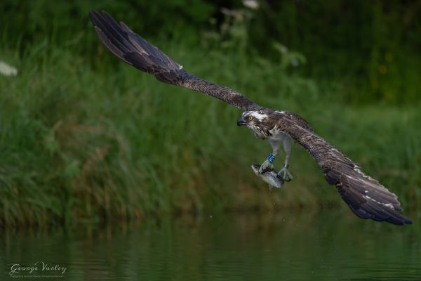 Bird Photography Competition