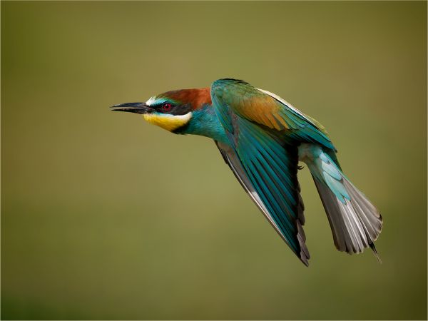 Bird Photography Competition
