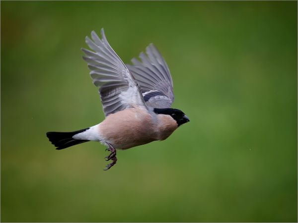 Bird Photography Competition