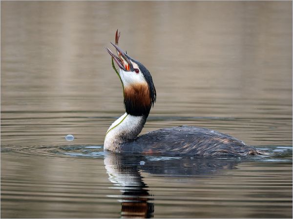Bird Photography Competition
