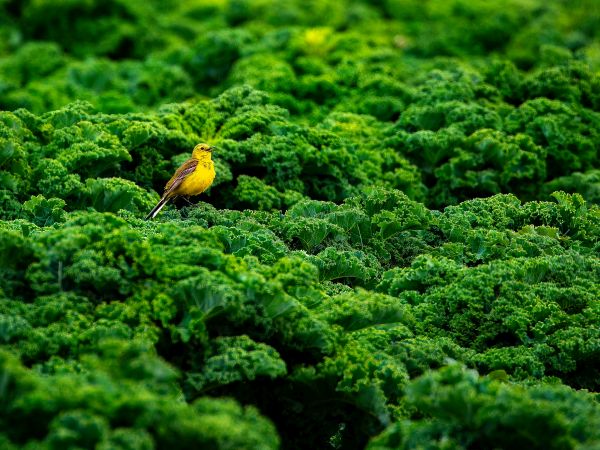 Bird Photography Competition
